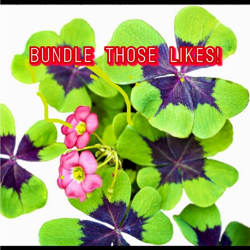 🌷 Bundle Those Likes! 🌷
